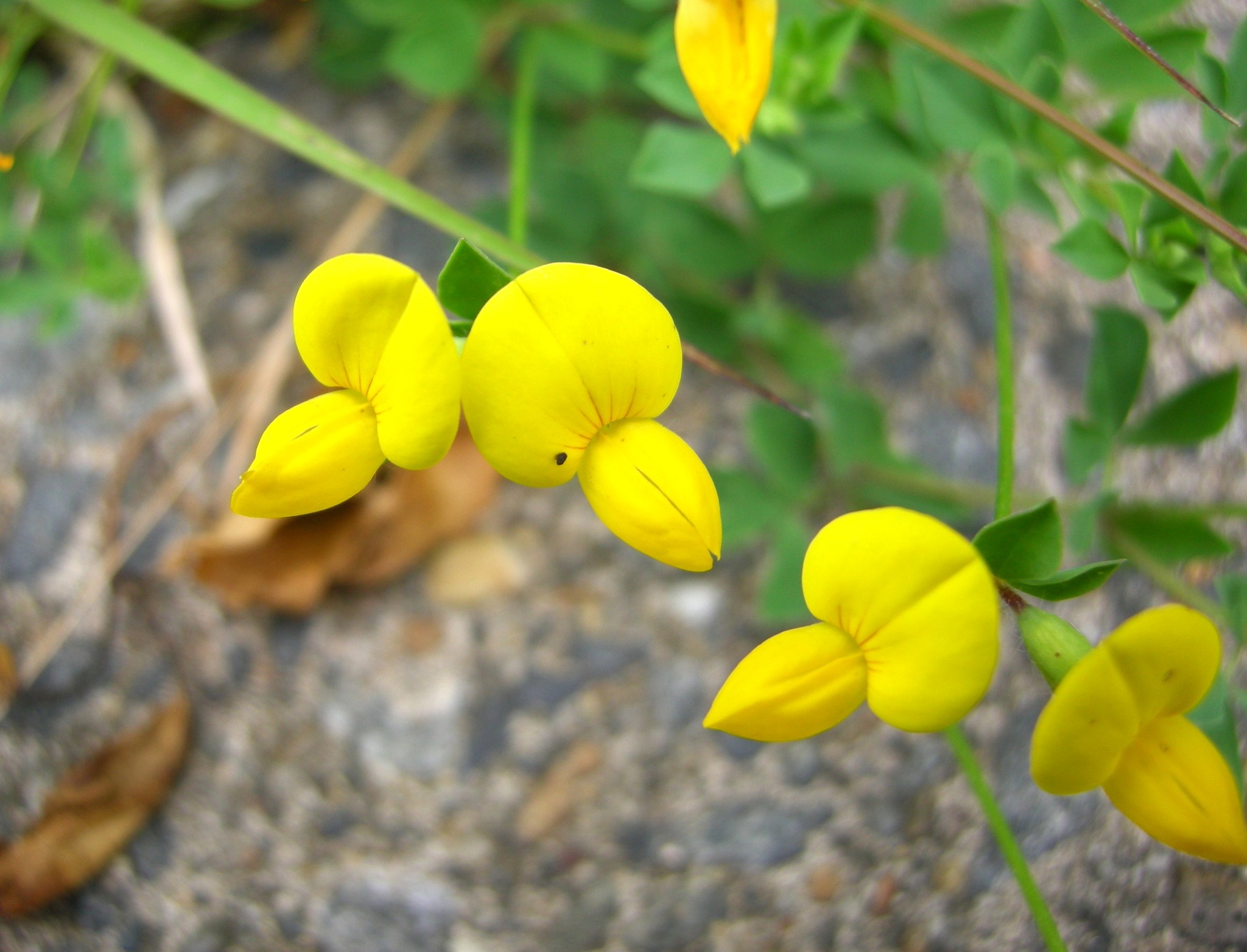 387．《ミヤコグサ（都草）別名 コガネバナ（黄金花） エボシグサ